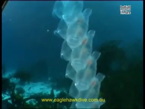 Une énorme créature des mers luminescente filmée dans les profondeurs