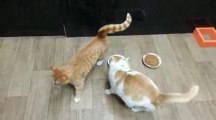 Selfish Cat don't want share food