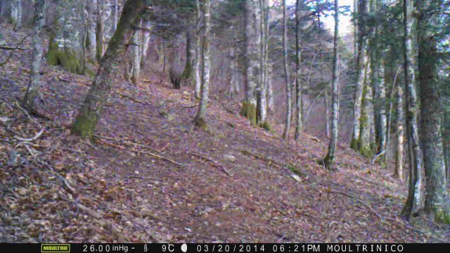 Gros sanglier (matin)