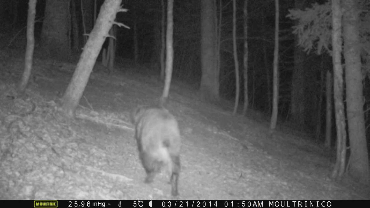 Sanglier (nuit)