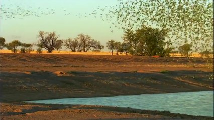 Doğada Muhabet kuşları