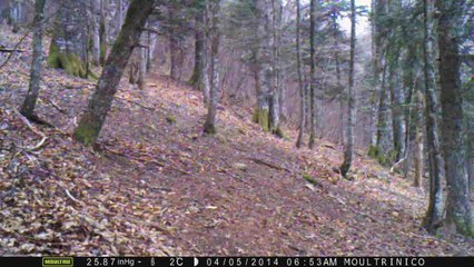 Chamois (matin, heure d'hiver)