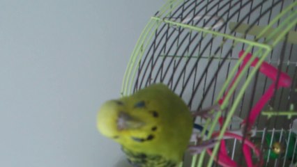 Kuşum nefes alamıyor