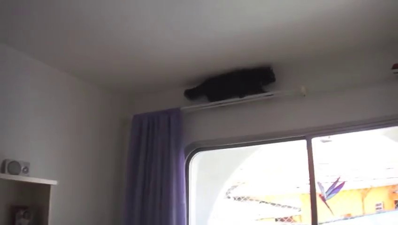 Mission Impossible cat