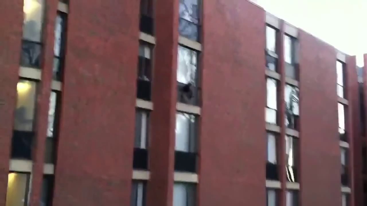 Turkey Flies Into Window