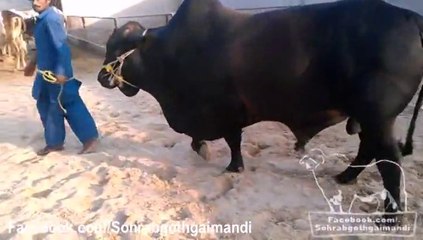 Mian Cattle Farm Black Bull