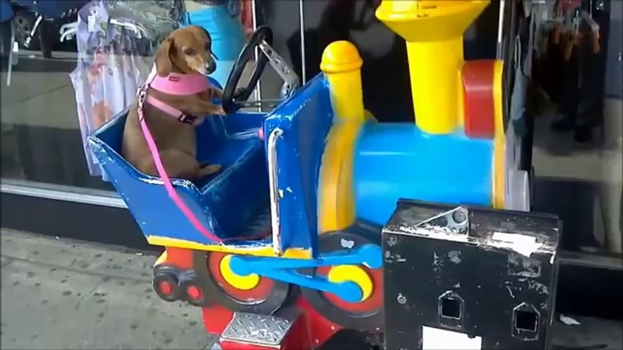 BEST FUNNY ANIMALS COMPILATION (2013 - 2014)