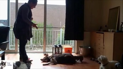 Best Funny Animals Playing Fake Dead Compilation ( 2013 )