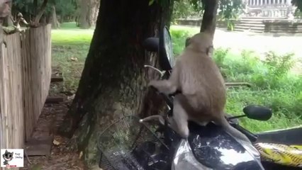 Best Funny Animals vs Mirrors Compilation 2014 (Epic)