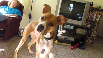 lester cocking his head