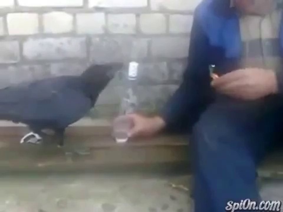 Un corbeau boit de la vodka en Russie