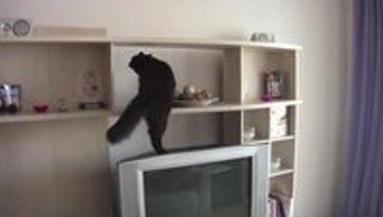Mission Impossible cat