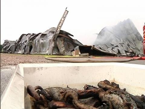 Tarn: l'un des principaux grossistes de reptiles en France détruit par un incendie - 21/04