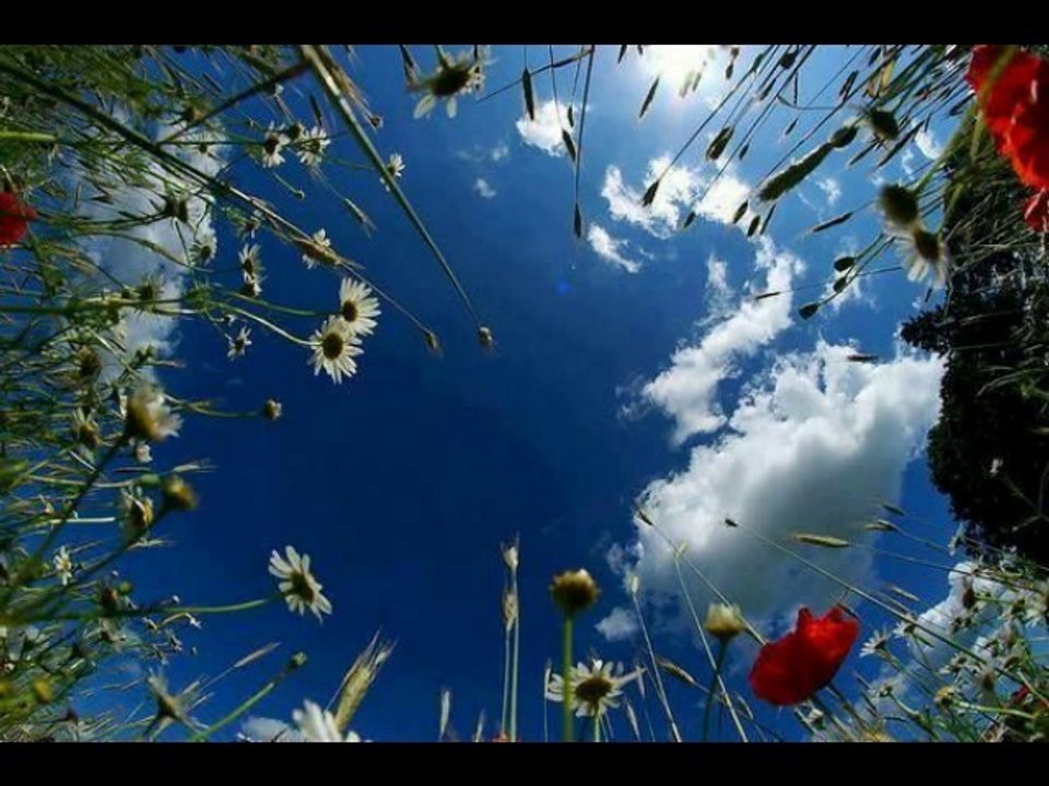 Luc ROMANN . C'est joli les hirondelles .