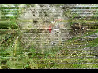 şirince-selçuk parkuru  2014