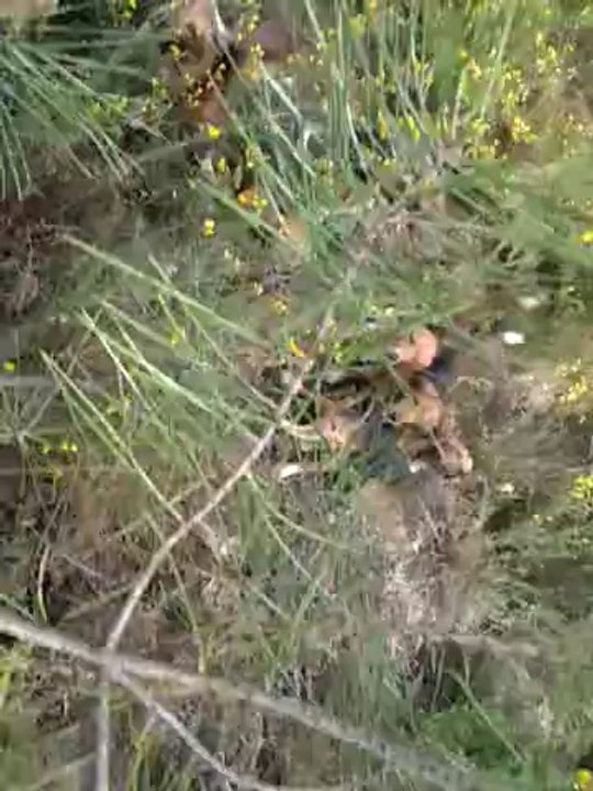 encore un ferme des beagles harriers de la chaume à tous vents