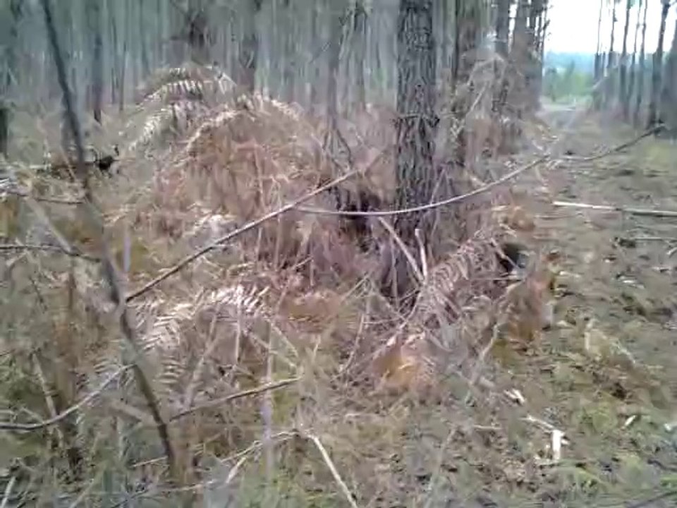 rapproché des beagles harriers de la chaume à tous vents