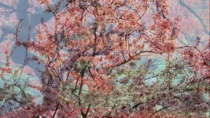 Από έρωτα πεθαίνουν τα κλαριά ---- Γιάννης Πουλόπουλος