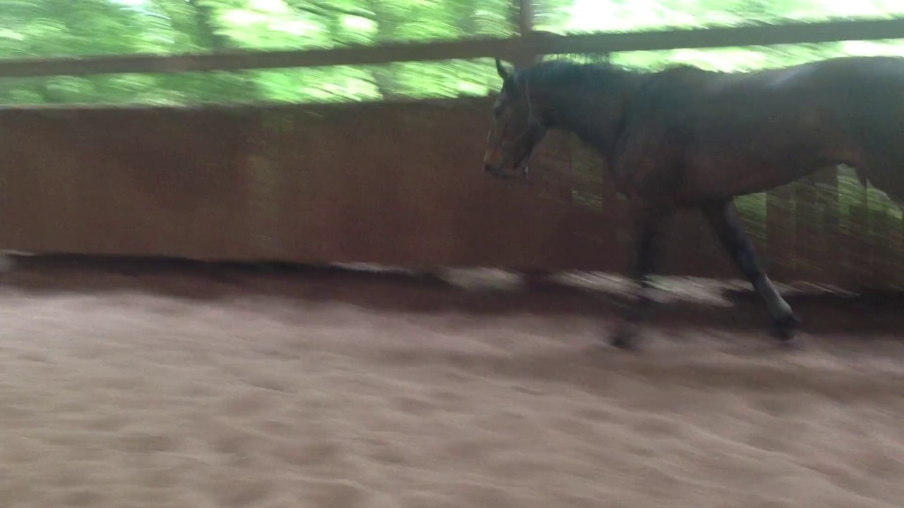 Bel Espoir, tous premiers sauts à 3 ans...