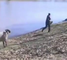 Çılgın Koç Saldırısı | www.takozovic.com