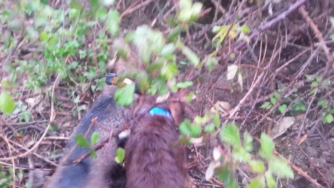 entraînement parc de sanglier