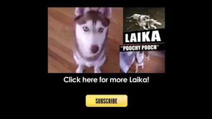 Two Huskies Having an Interesting Conversation!