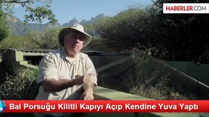 Bal Porsuğu Kilitli Kapıyı Açıp Kendine Yuva Yaptı
