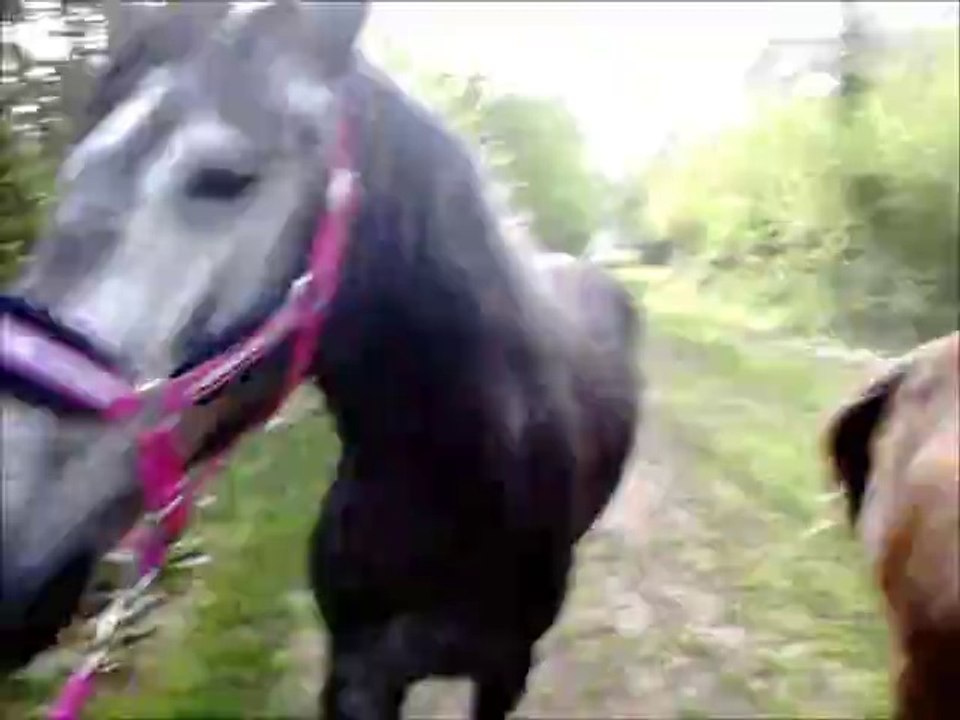 changement de pré et rencontre avec la tondeuse