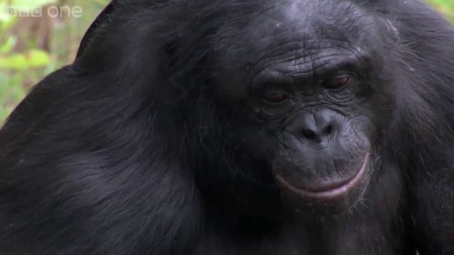 Chimp Builds Fire And Toasts Marshmallows