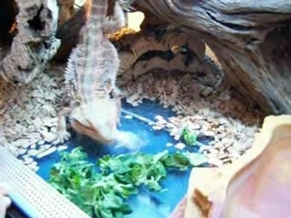 Axel Le Maitre des Dragons