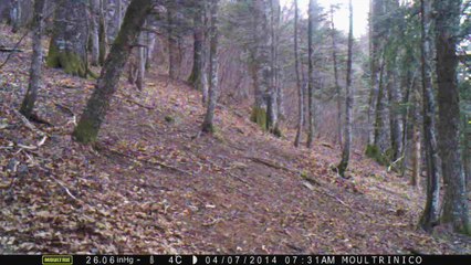 Biche (matin, heure d'hiver)