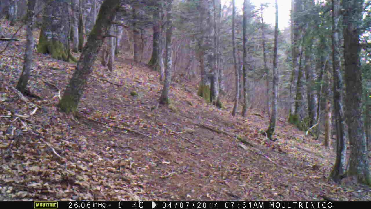 Biche (matin, heure d'hiver)