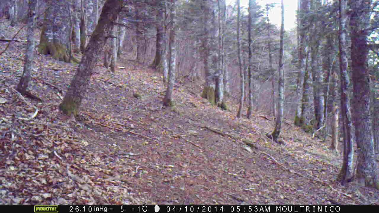 3 sangliers (matin, heure d'hiver)