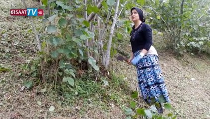 TRABZON'DA FINDIK KITLIĞI BAŞLADI - 61SAAT TV