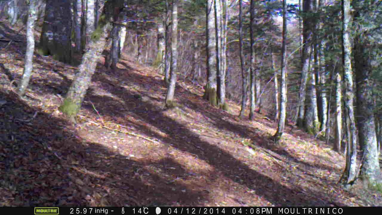 5 biches (aprés-midi,  heure d'hiver)