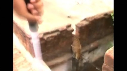 Leopard on the run creates panic in western Indian village