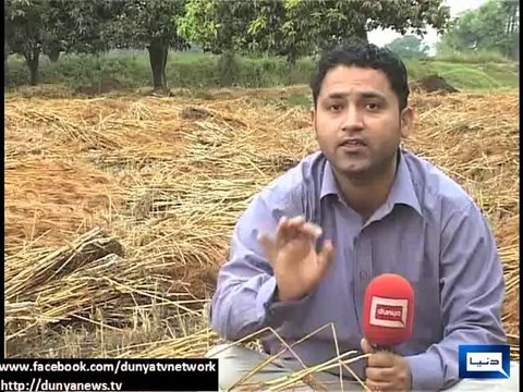 Dunya News-Untimely rain delays wheat harvesting in Multan