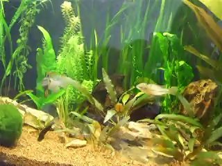 Ramirezis 21/04/2014