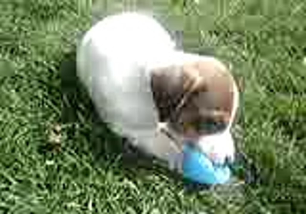 les chiots le 20 avril video 2