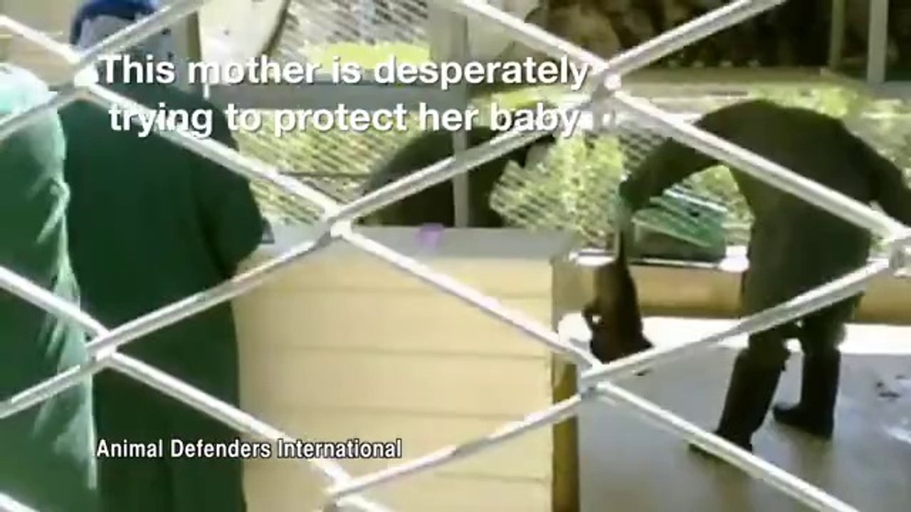 GREGG GILMAN SUPPORTS ANIMAL CRUELTY HENDRY COUNTY, FL