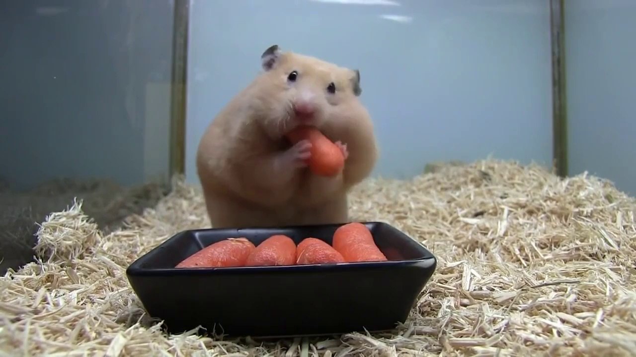 Hamster gobe 5 carottes dans sa bouche