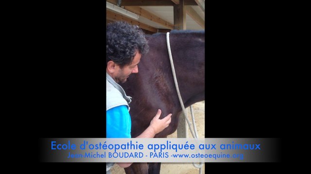 Techniques reflexes d'épaule- ostéopathie cheval