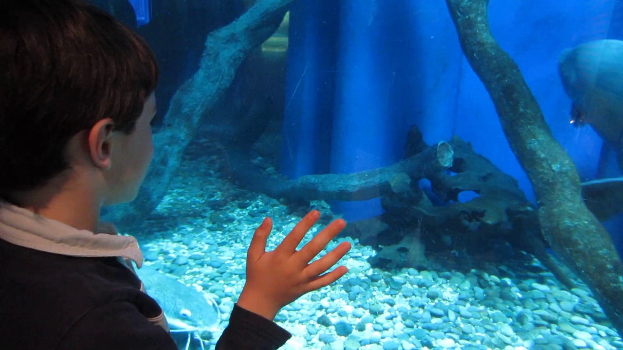 Aquarium 2