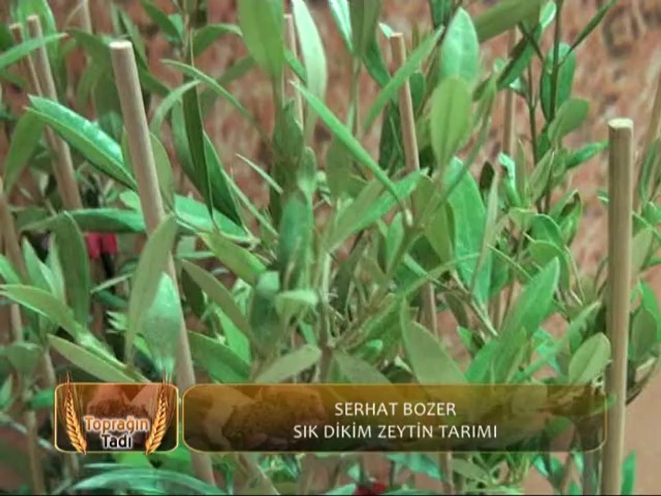 SIK BDİKİM ZEYTİN HASADI