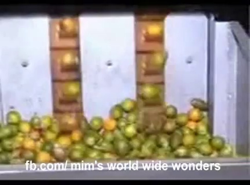 Betel Nut ,Areca Nut ,Supari,Dehusking Machine