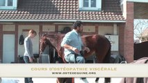 ostéopathie viscérale appliquée au cheval