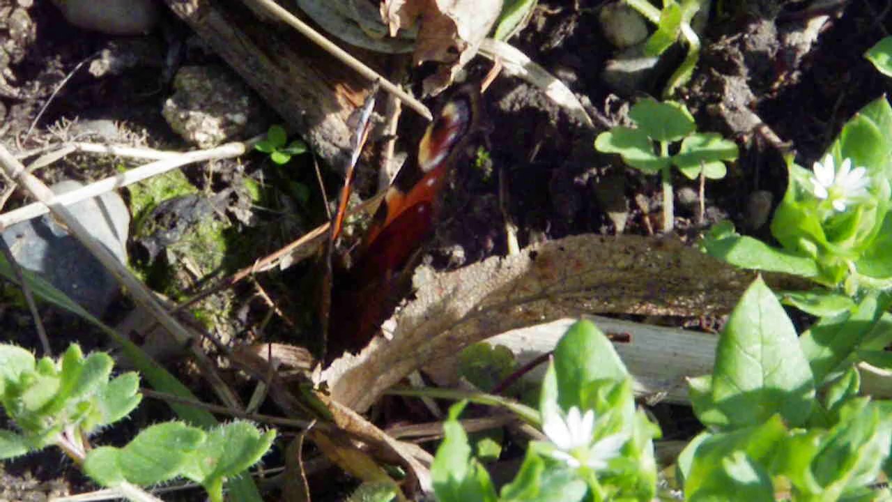 papillonpaondujourcamouflage