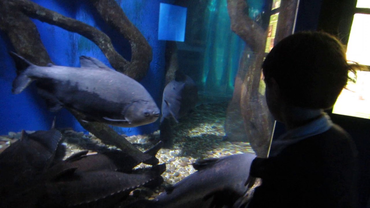 Aquarium -