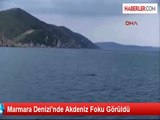Marmara Denizi'nde Akdeniz Foku Görüldü