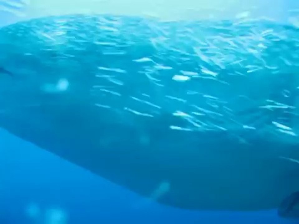 Galapagos Whale Sharks: The Worlds Largest Fish on Darwin Island